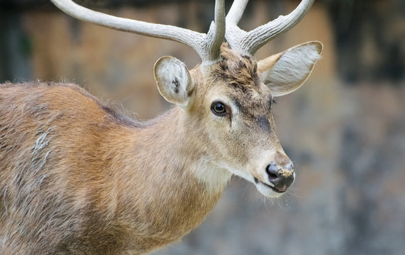 Indian deer portrait