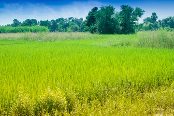 Beautiful rural landscape of Paddy field