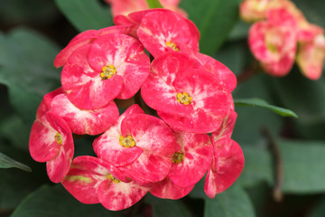 Closeup Red Euphorbia flowers