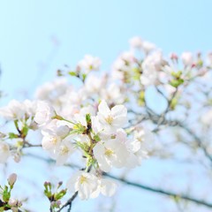 White cherry blossoms closeup. Sakura flowers and buds.