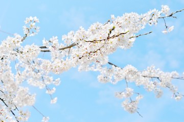 Beautiful white cherry blossoms and blue sky