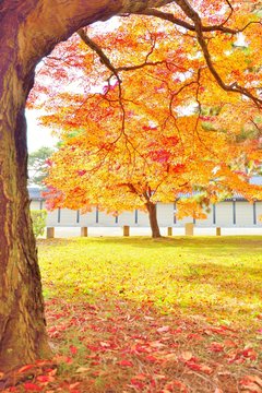 Autumn colors of Momiji trees in Kyoto
