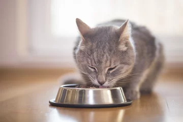 Crédence de cuisine en verre imprimé Chat Feeding the cat