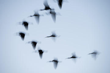 Wintering Glossy Ibis birds in flight over Paynes Prairie State Park, Florida