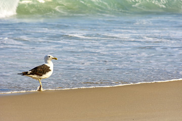 Seagull walks between the sea and the sand on the beach