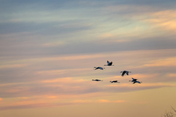 Wintering Sandhill Cranes in flight against pastel sunset sky over Paynes Prairie State Park, Florida
