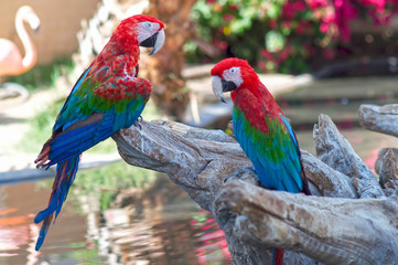 Two parrots on a branch, outside