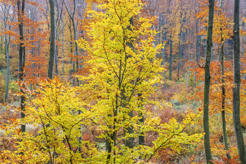 Bunte Blätter im Herbst im Wald