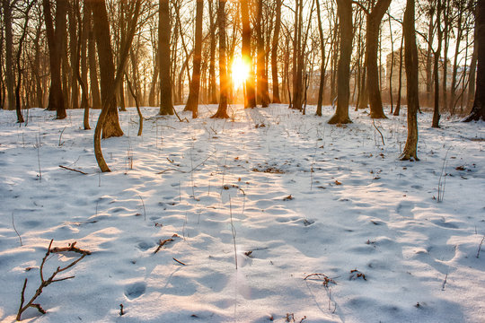 Fototapeta winter sunset in the forest