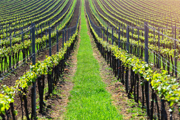 Straight lines of young grape in vineyard