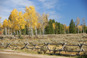 Autumn, golden aspens and crisp blue sky