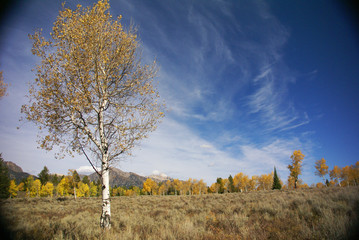 Autumn, golden aspens and crisp blue sky
