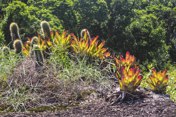 Ilhabela, Brazil, Colorful bromelias on top of Mirante da Barra