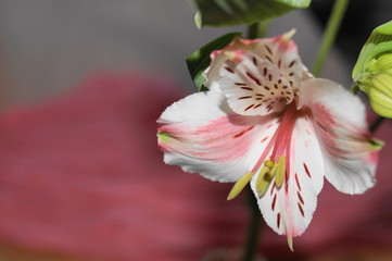 Alstroemeria, Peruvian lily