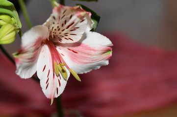 Alstroemeria, Peruvian lily
