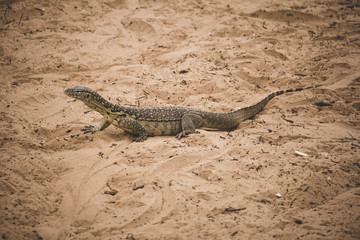 An African giant lizard comes from the banks of the river runnin