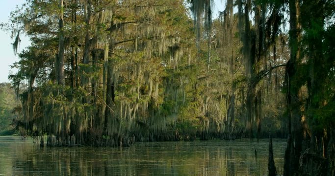 cypress trees and moss with foreground movement 4k 1