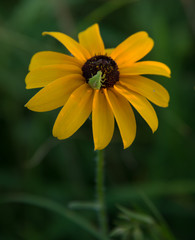 Coneflower2