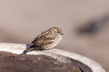Portrait of a sparrow