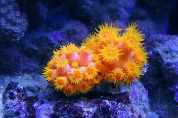 Tubastraea corals. Sun-Flower coral orange. On a blue background