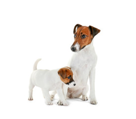 Cute dog with funny puppy on white background