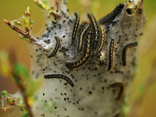 Insect Catapillar Nest