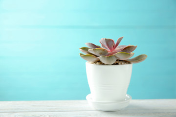Pot with succulent on blue background