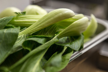 Pak Choi aus Asien