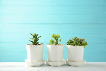 Pots with succulents on blue background