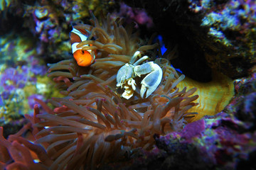 Fototapeta na wymiar Anemony crab and clown fish. Live and hide from predators in sea anemones.