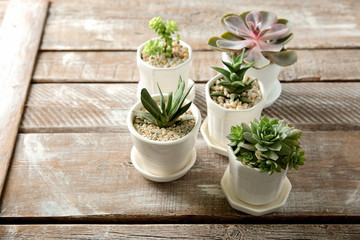 Pots with succulents on wooden background