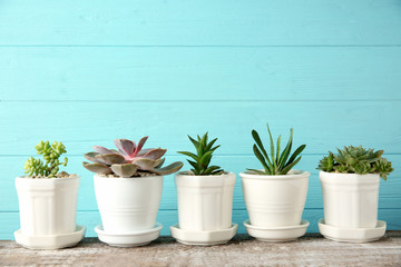Pots with succulents on blue background
