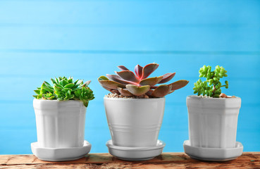 Pots with succulents on blue background