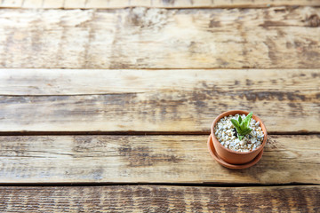 Fototapeta na wymiar Pot with succulent on wooden background