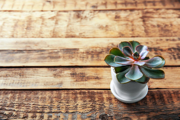 Pot with succulent on wooden background