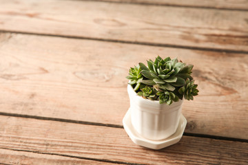 Pot with succulent on wooden background