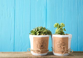 Pots with succulents on blue background