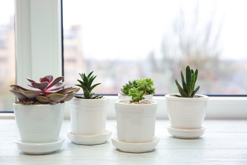 Pots with succulents on windowsill