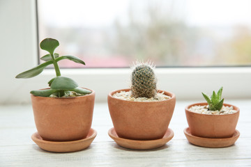 Pots with succulents on windowsill