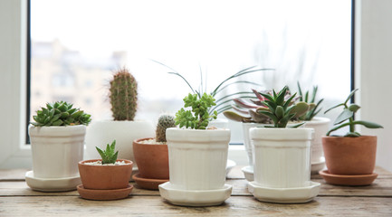 Pots with succulents on windowsill © Africa Studio