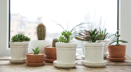 Pots with succulents on windowsill