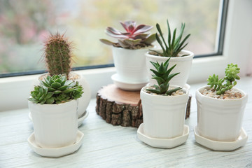 Pots with succulents on windowsill