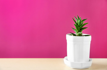Pot with succulent on color background