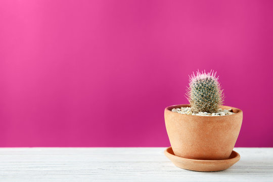 Pot with succulent on color background