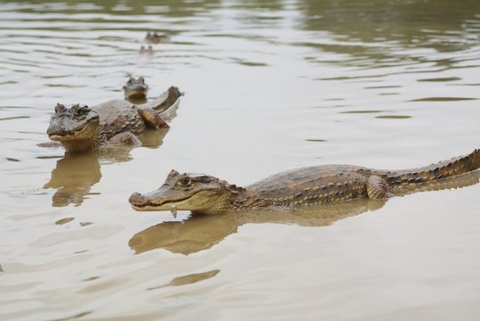 San Andres Gator IV