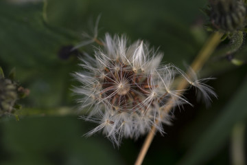 Taraxacum (dandelion)