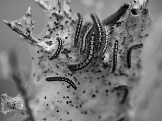 Insect Catapillar Nest