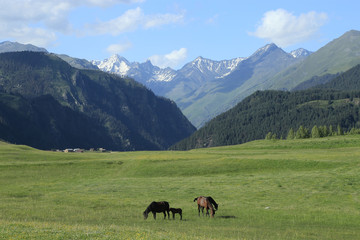 Fototapeta na wymiar Paços horse on a background of peaceful rural landscape.