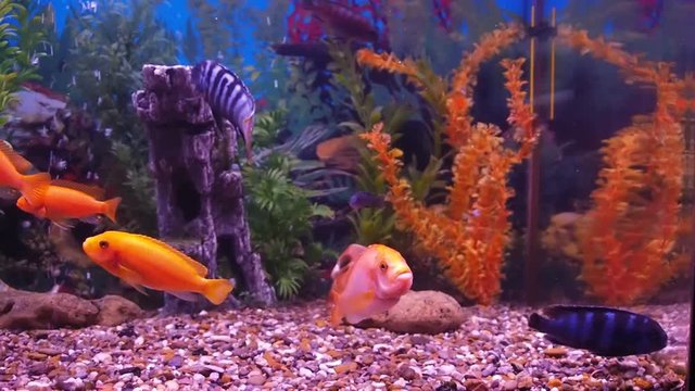 A cichlid aquarium, Full hd