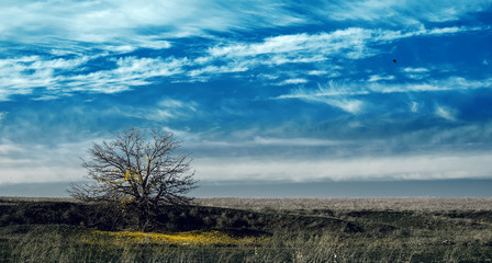 Tree with fallen leaves in the field